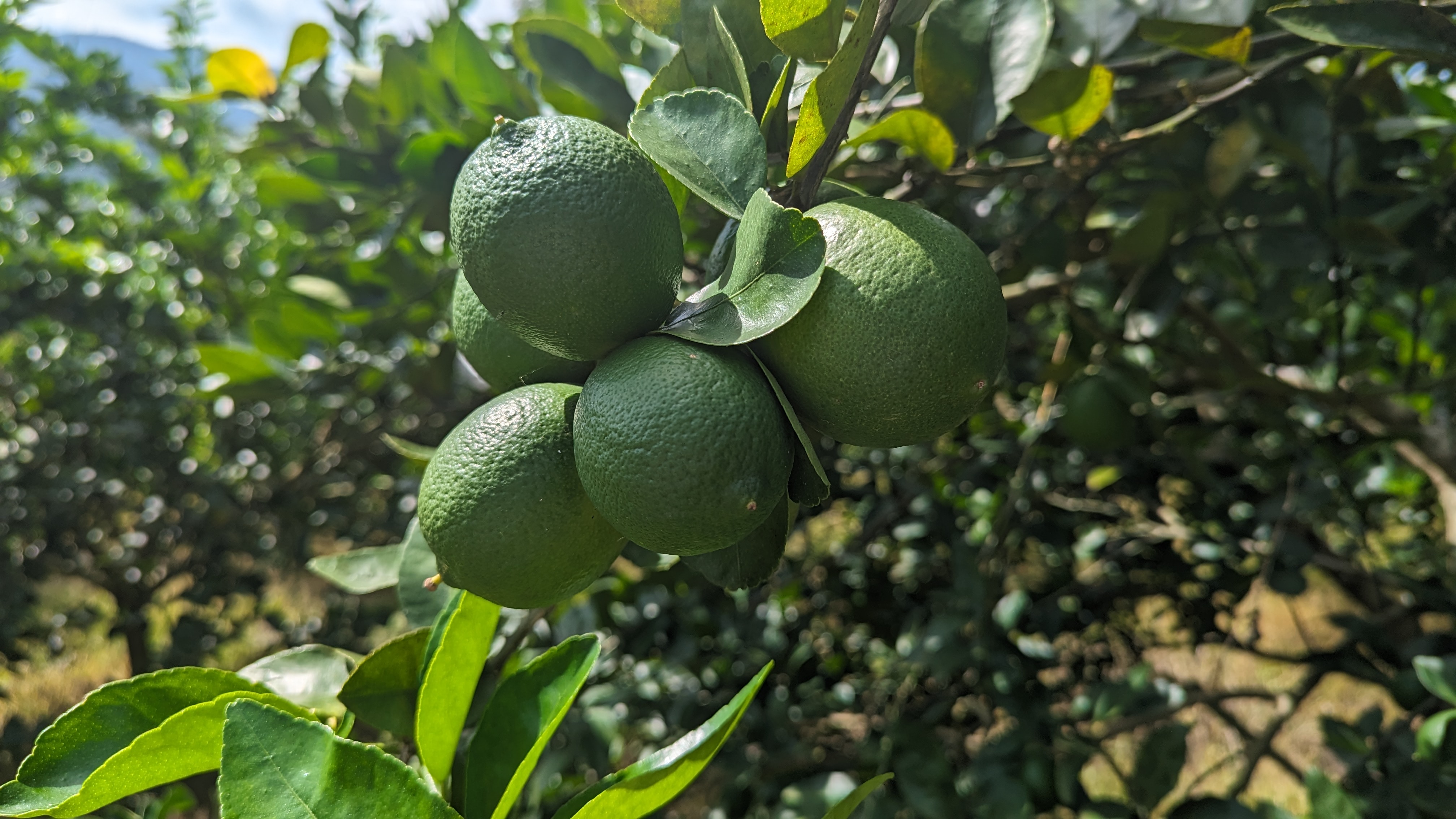 The Fascinating Biology Of Tahiti Limes